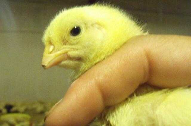 给鸡断喙修喙的方法和注意事项,鸡断喙正确方法视频