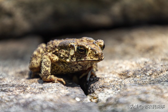 蟾蜍进宅寓意,蟾蜍进屋是吉是凶兆