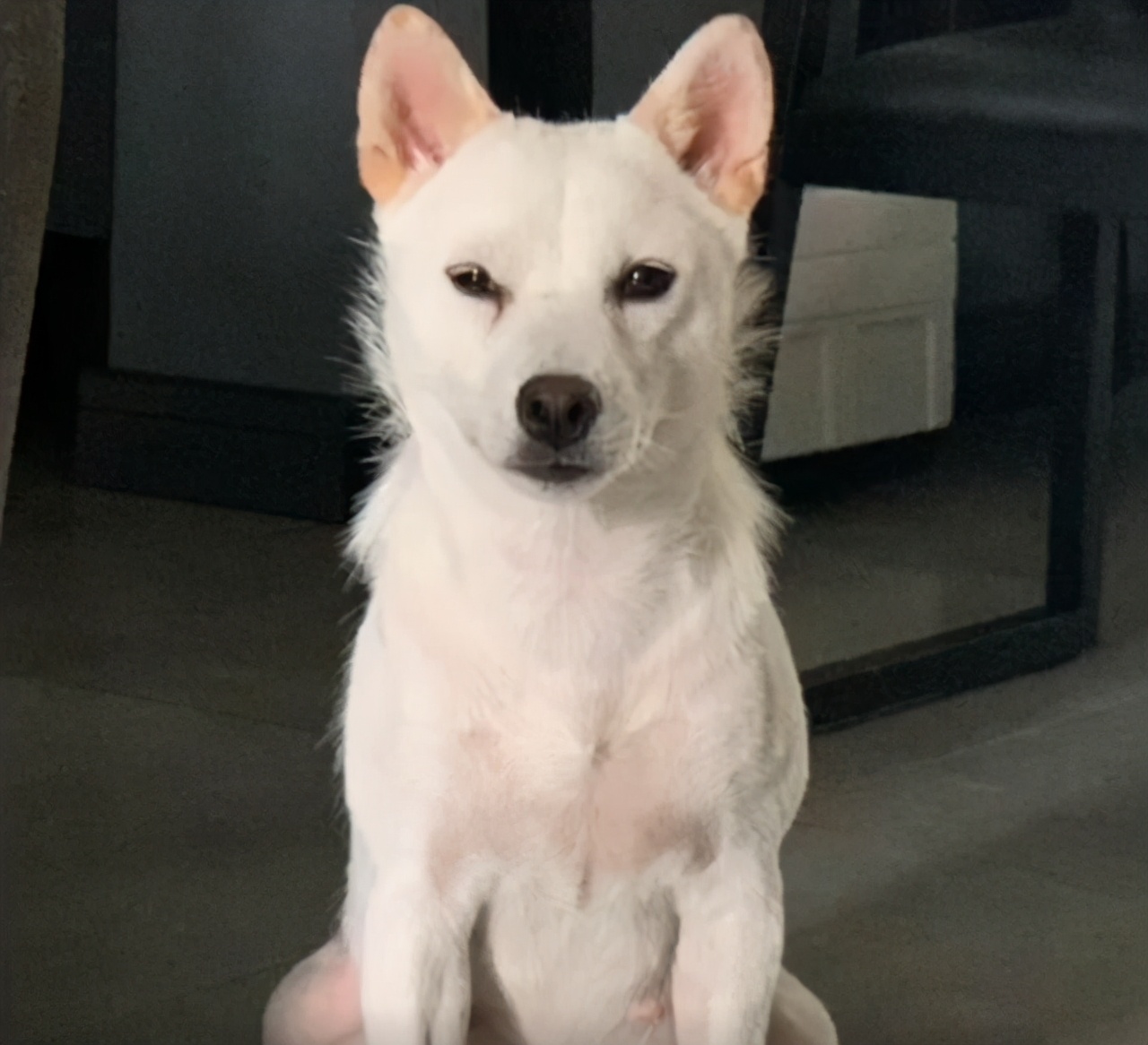 该不该让公狗生宝宝,要不要让小狗生宝宝