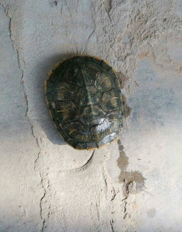 上海哪里放生乌龟最好,上海放生乌龟最好的地方