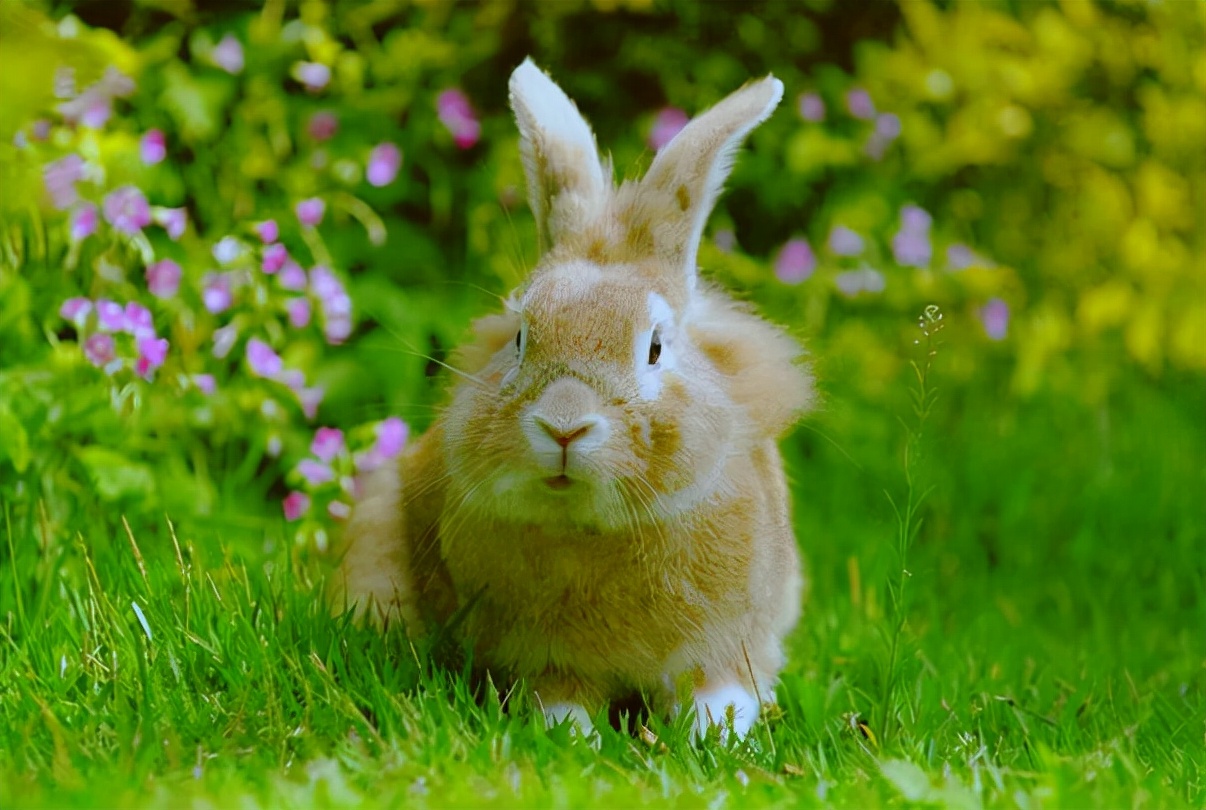 农村小伙养巴哥犬一年赚10万,小伙开宠物乐园年赚1800万