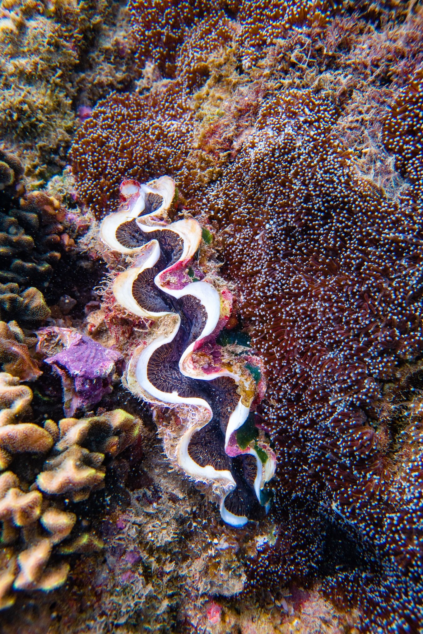 三亚学潜水机构推荐,三亚学潜水哪个最专业