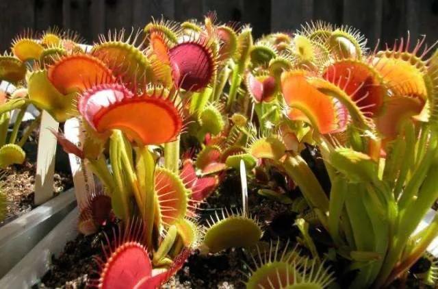 捕蝇草怎样才是健康的,捕蝇草如何排出身体内产生的废物