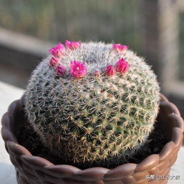 吸甲醛大型绿植仙人球,仙人球和多肉吸甲醛吗