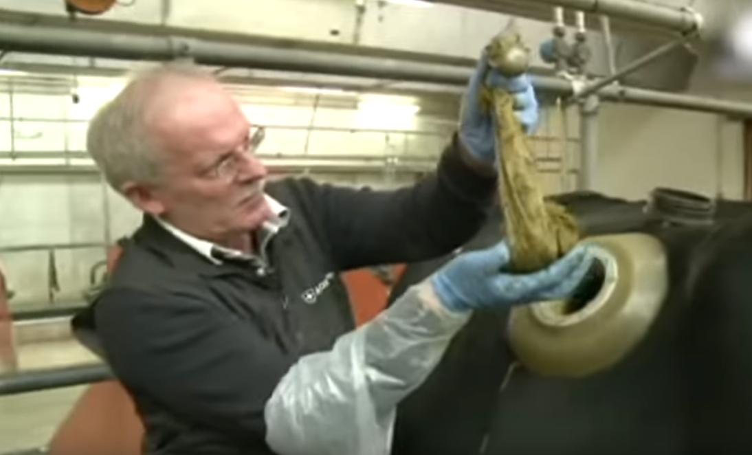 给牛身上开洞,牛身上的洞是怎样开的