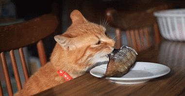 猫咪吃太咸的猫粮会怎么样,猫咪太咸