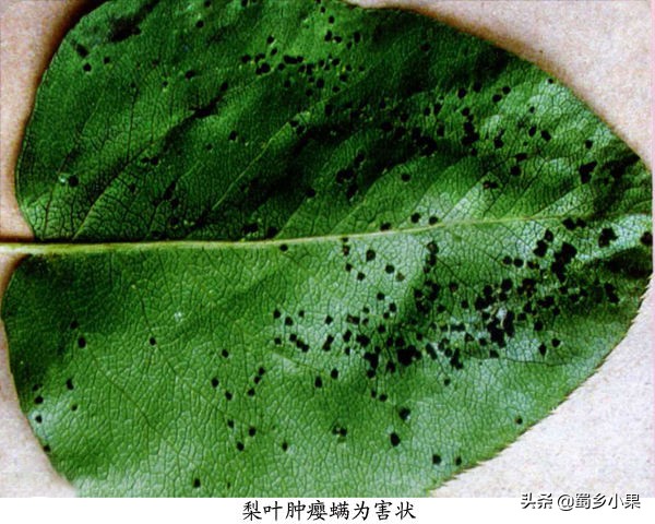梨树叶片有黑斑是怎么回事,梨树早期落叶的原因和防治方法