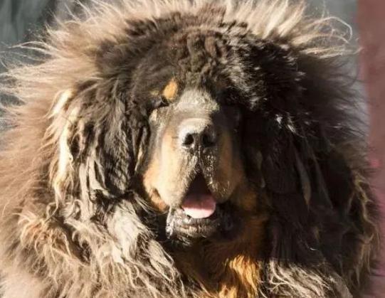 全世界最凶猛的动物藏獒,世界上最贵的一只藏獒