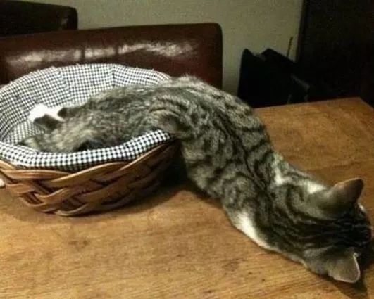 为啥猫是液体的,猫咪是液体猪吗