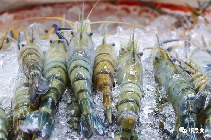 冷冻海鲜进口知识大全,船冻鱿鱼回家怎么处理