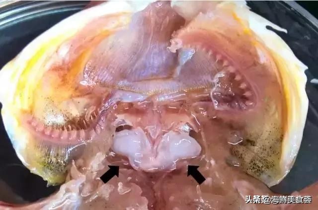 曾是四大海产之一，靠叫声互相识别，却被人类用噪声团灭