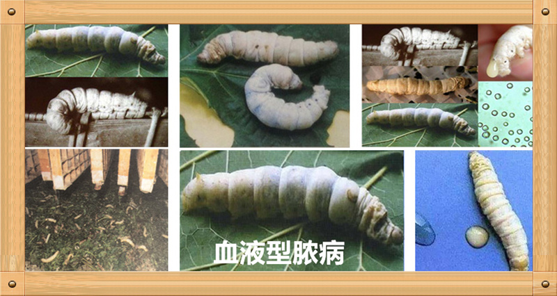 栽桑养蚕的十大基本知识,养蚕主要蚕病有哪些