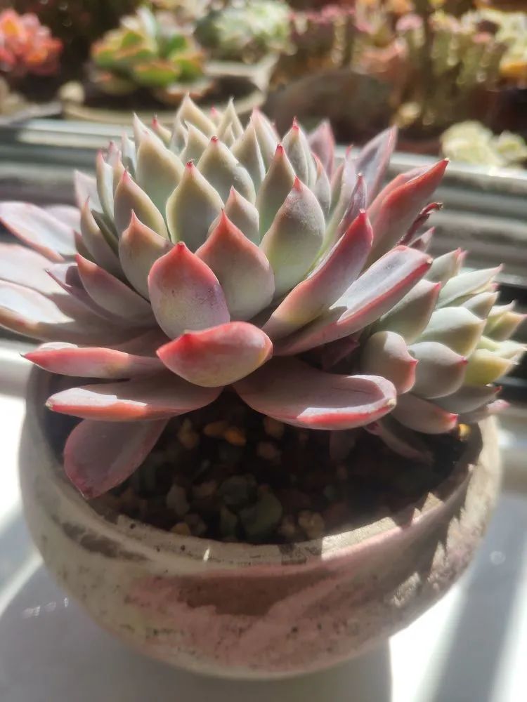 每一棵多肉都承载了一段时光,每一棵多肉都是独一无二