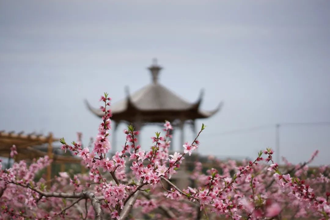 苏州赏花推荐景点有哪些,苏州赏花踏青攻略