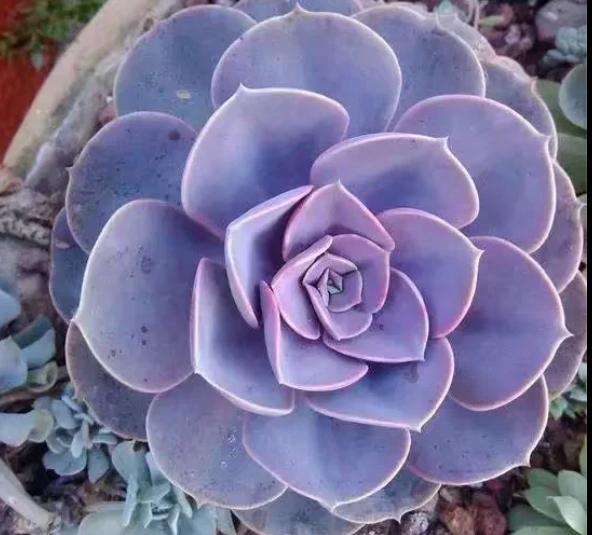 多肉养出状态来有多美?这102种多肉控养上色之后美呆了