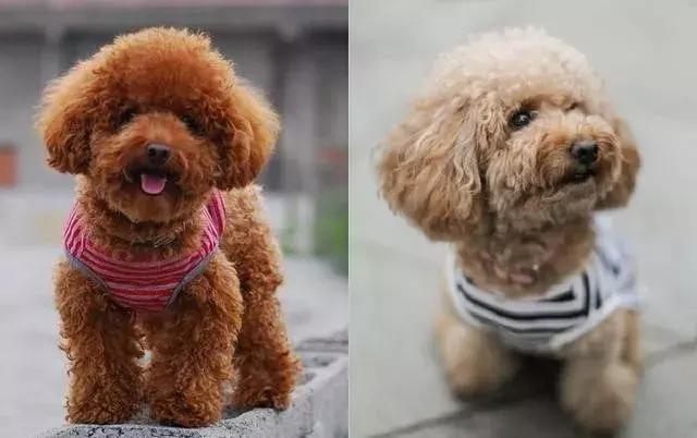 泰迪的饲养方法及注意事项,泰迪饲养的6个小方法