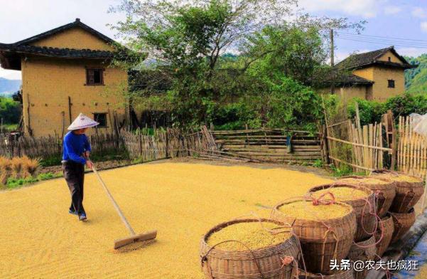 晒谷不晒米的秘诀,晒谷不晒米是什么意思啊