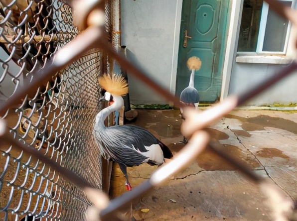 今起东北虎园大门票半价!近百种珍稀动物,带你走进现实版动物世界!