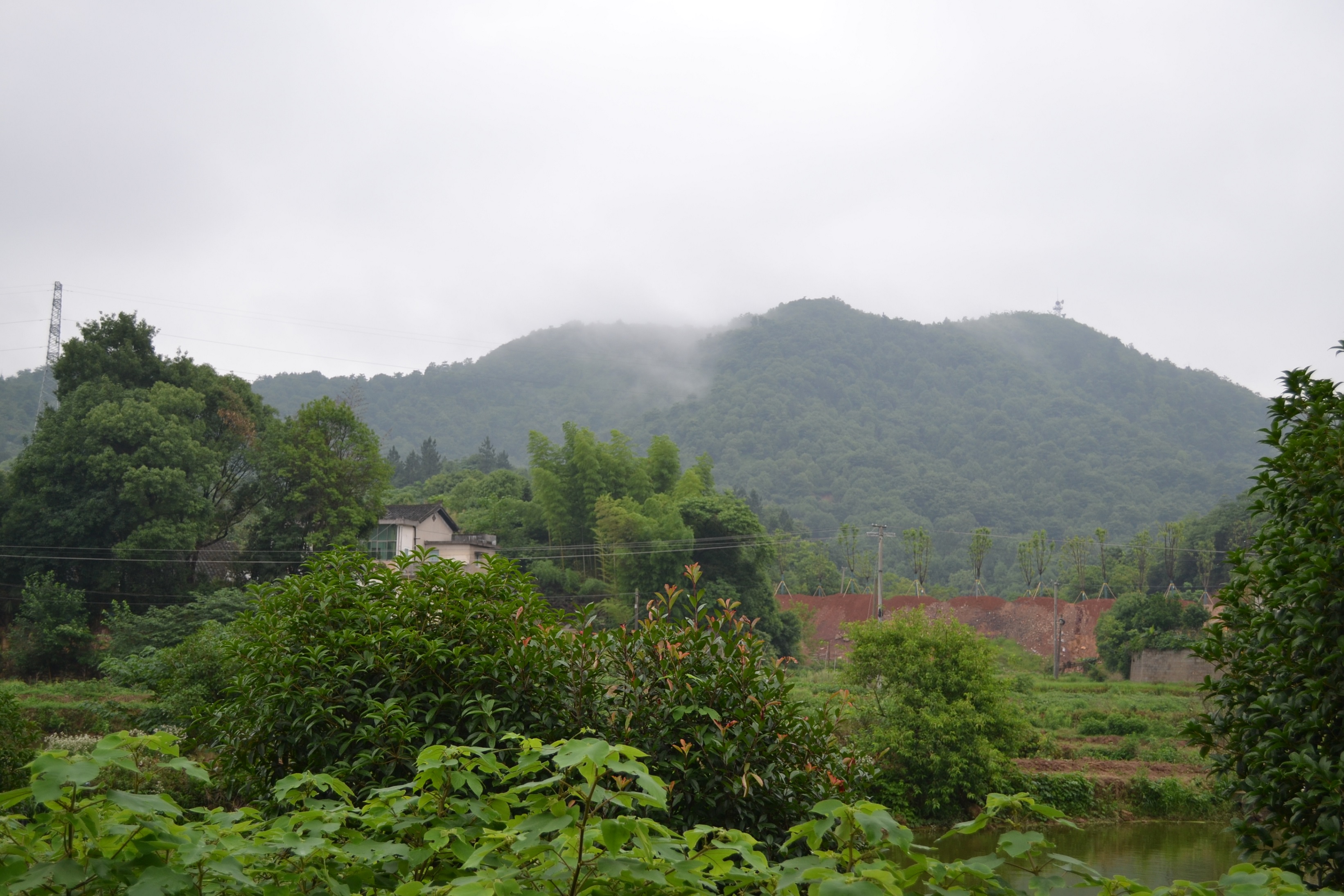 湖南最好的锦鲤养殖基地,湘潭锦鲤养殖