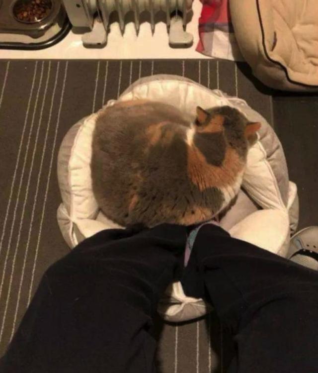 看到自家猫心情都会很好,这样的猫你会想养一只吗