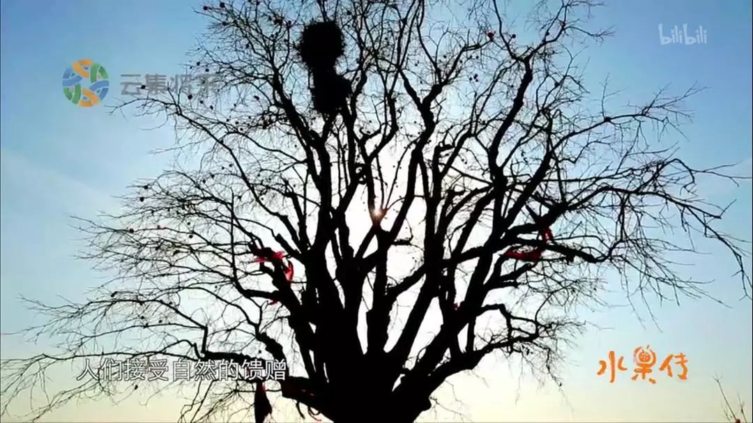 天然去雕饰的《水果传》，给你一场抵挡不住的水果饕餮