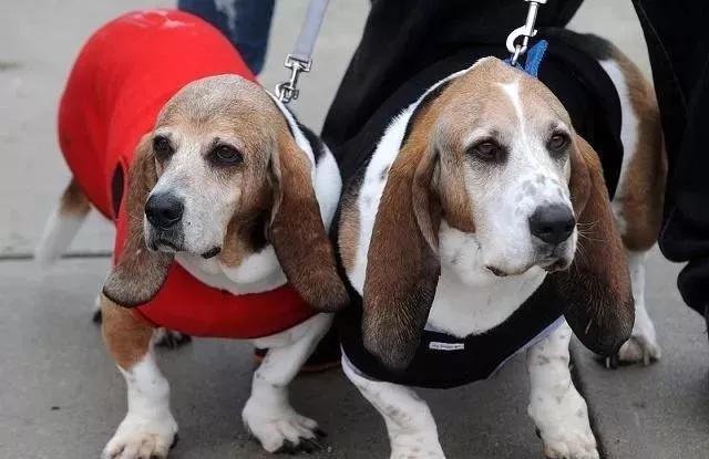 狗狗磨牙玩具玩不坏,狗狗磨牙玩具不伤牙