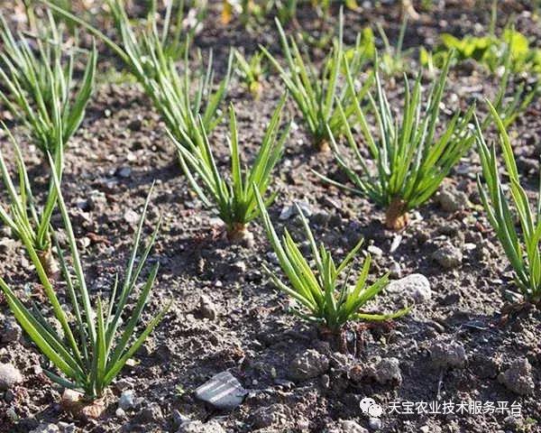 怎么识别种子,陈种子的鉴别方法视频