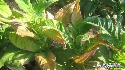 果树出现药害怎样施救,葡萄受药害用什么药解毒