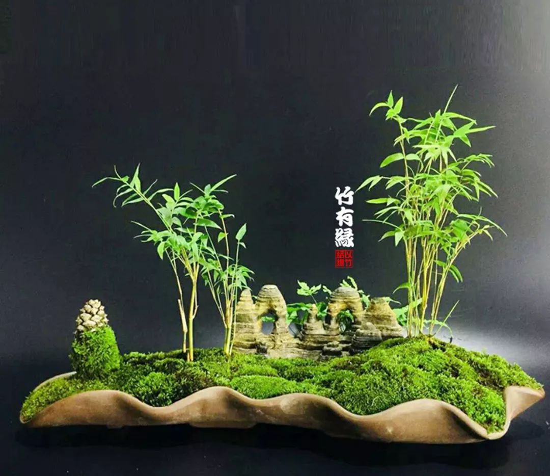 《竹子浇水宝典》竹子浇水是门大学问!