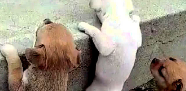 灏忕嫍鐙椾笂涓嶆潵妤兼,灏忕嫍鐙椾笂涓嶅幓鍙伴樁