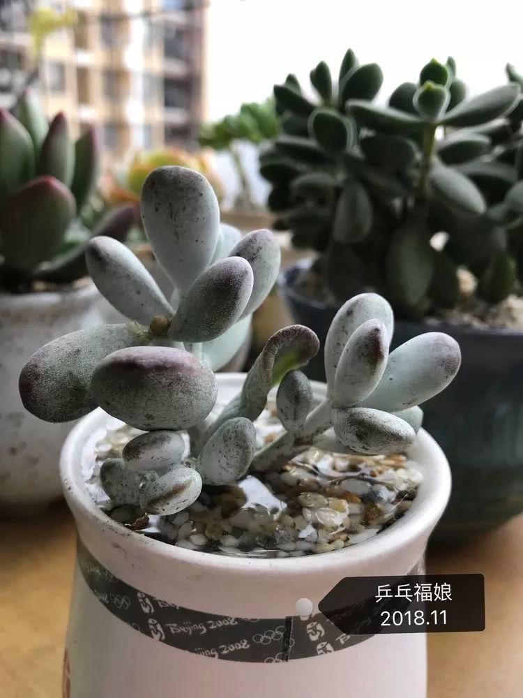 多肉名字怎么记,多肉的品种图片及名字寓意