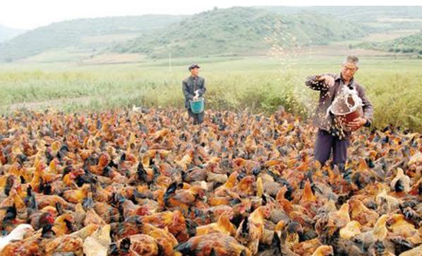 禽大肠杆菌症状及治疗方法,大肠杆菌在养殖中的预防