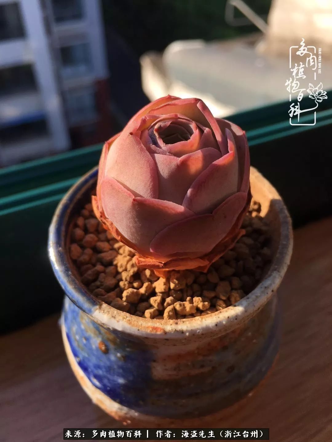 多肉玫瑰多少度休眠,多肉玫瑰唤醒教程