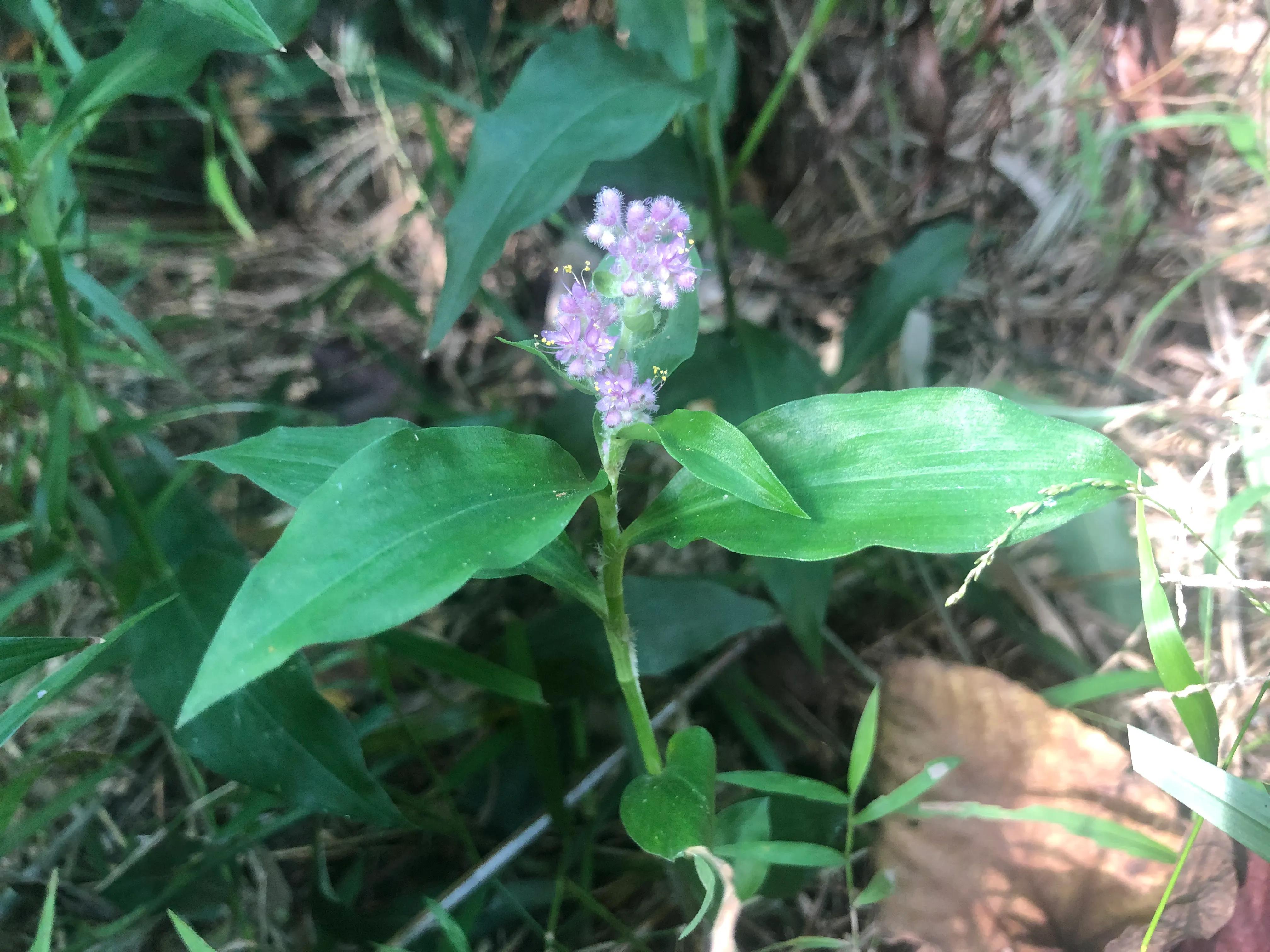 深山野岭野生植物,深山老林野菜植物