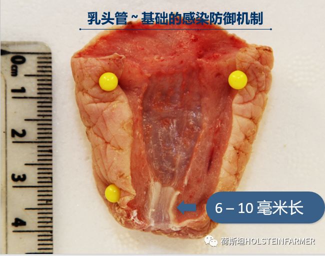 PeterEdmondson博士：乳房炎防控之干奶期管理