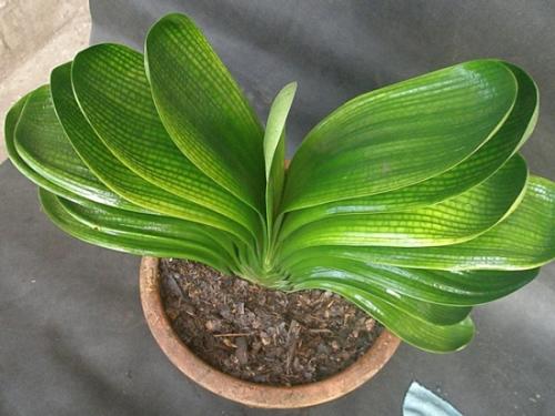 用废油做肥料注意什么,废油做肥料的方法