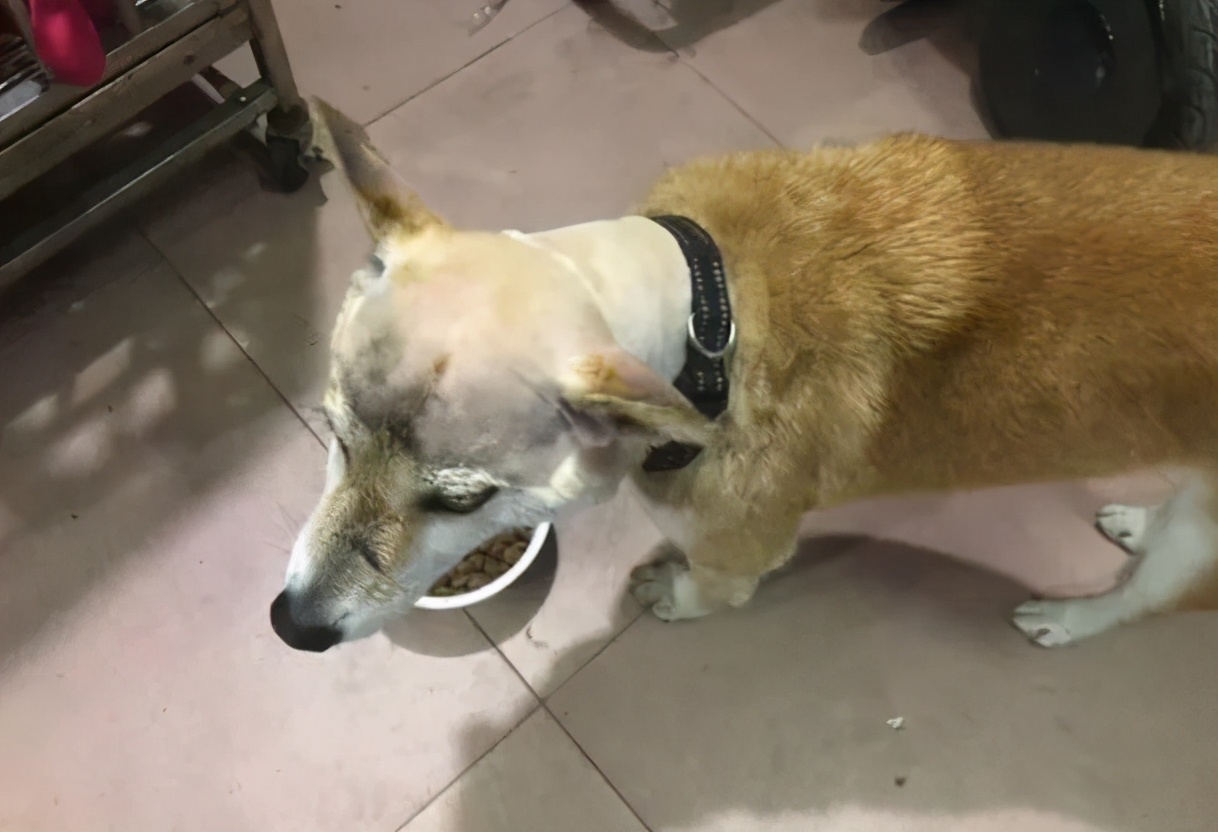 老鼠没抓着,却粘到了宠物狗!拔丝狗头了解一下?