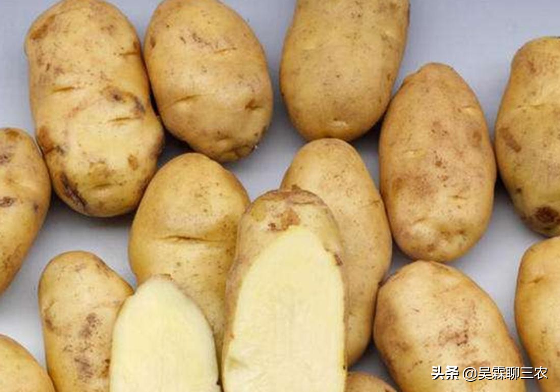 提高马铃薯商品性栽培技术问答,学习农作物栽培技术培训通知