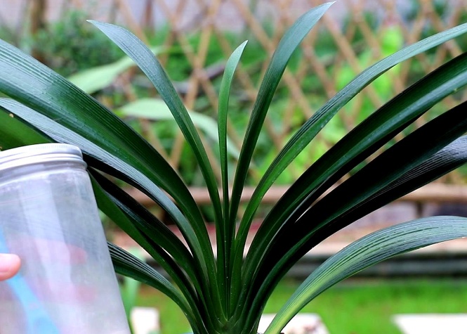 君子兰叶子长不出来了,君子兰叶子下垂是什么原因