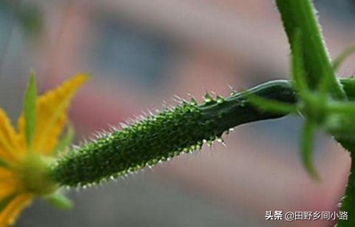 露天黄瓜地膜种植方法视频,山东黄瓜露天种植时间和方法