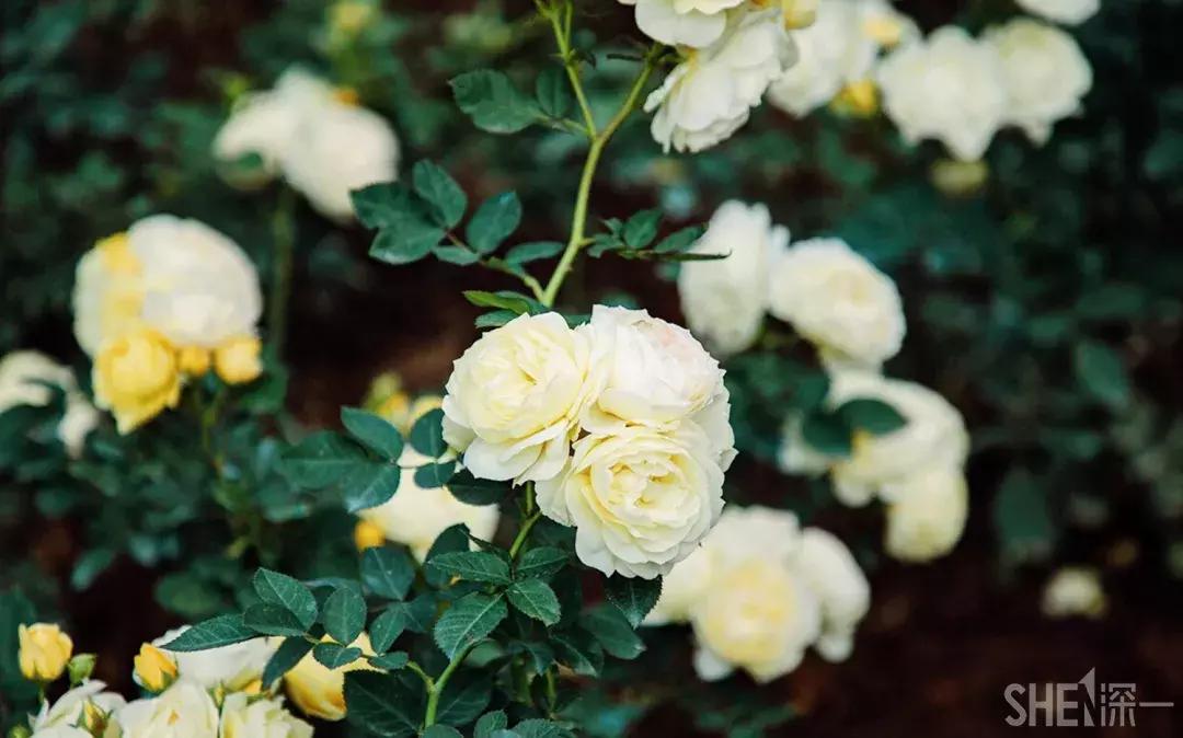 这里是东方世界,这里是东门英语怎么说