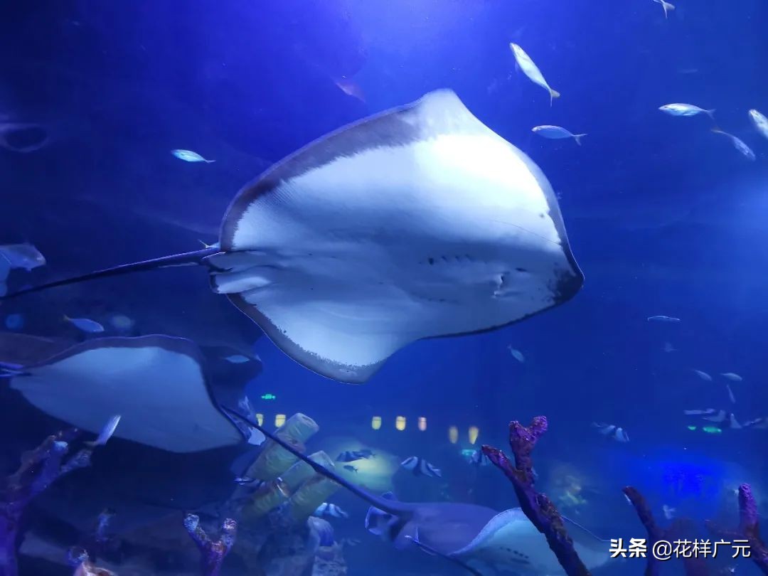 「广元卡尔海洋世界」海洋科普—鳐鱼:其实,我是被压扁的鲨鱼