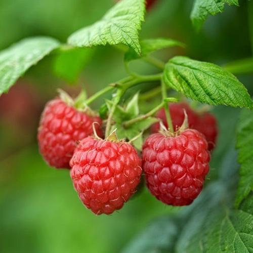 树莓是哪种植物的水果,树莓相关植物