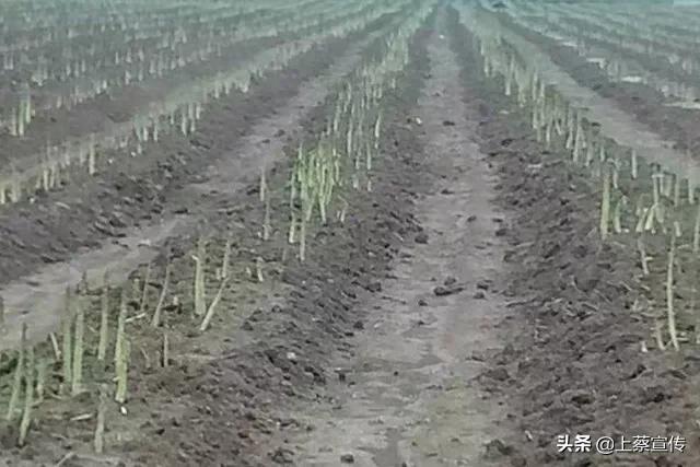 上蔡“芦笋大王”让贫困户抱上“聚宝盆”!