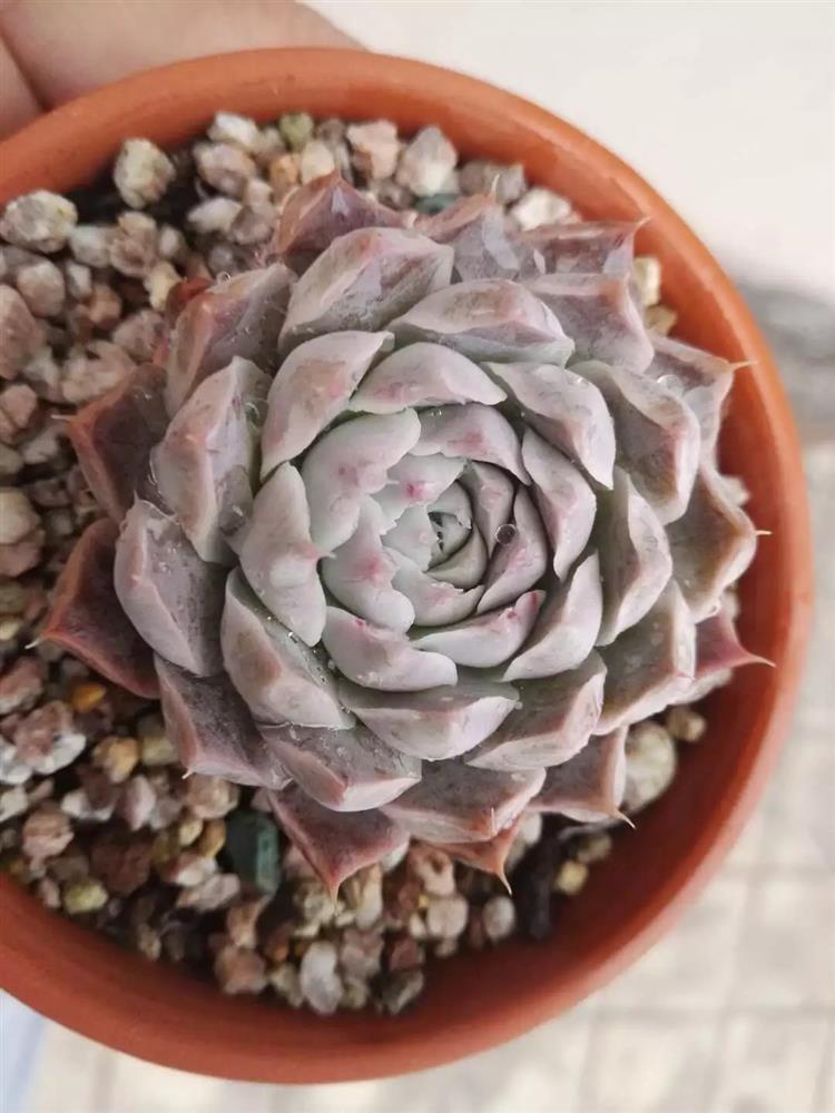 多肉十二卷养护经验,露养多肉过冬的最佳方法