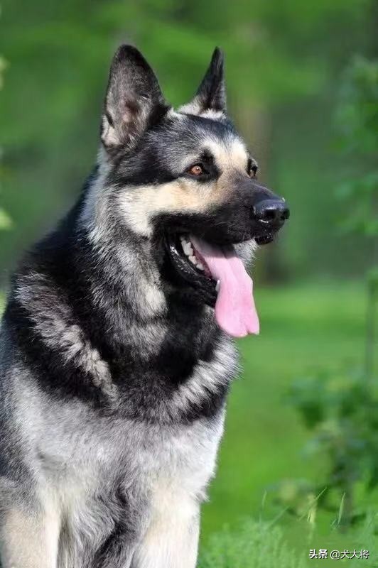 黑狼犬和莱州红犬哪个强,猛犬大战野狼