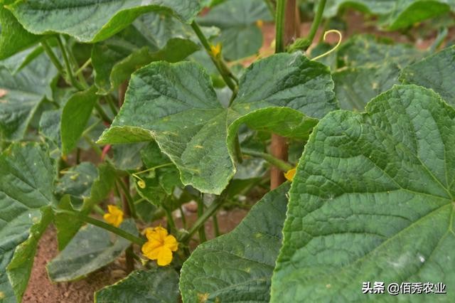 黄瓜种植过程中有哪些病虫害,种植黄瓜应该注意哪些病虫害