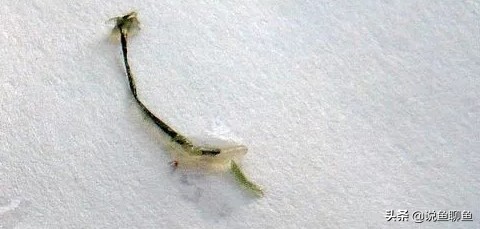 中国斗鱼生虱怎么治疗,锚头蚤寄生虫怎样治疗