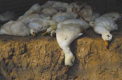 鸭流感防治方法,怎样预防鸭流感