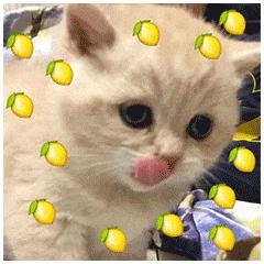 你们天天喊吃瓜吃瓜，那吃的这个瓜为什么是西瓜啊？